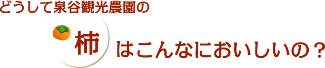 どうして泉谷観光農園の柿はこんなにおいしいの?